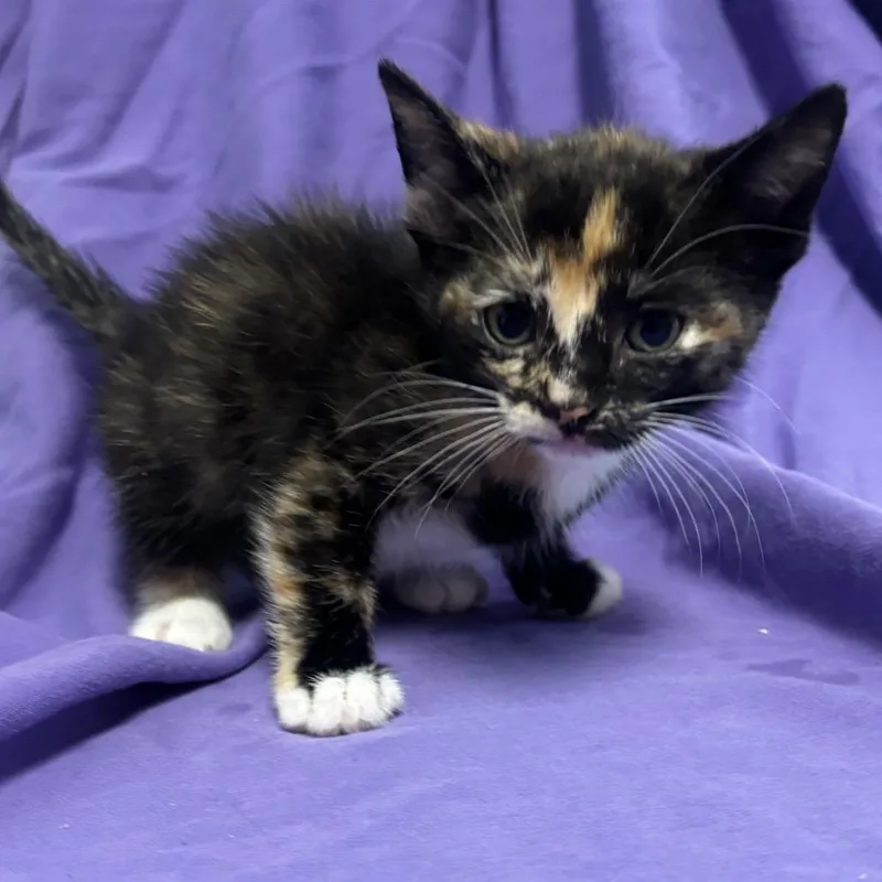 A baby small-sized female Calico Domestic Short Hair cat named Evie for adoption in Point Richmond, CA