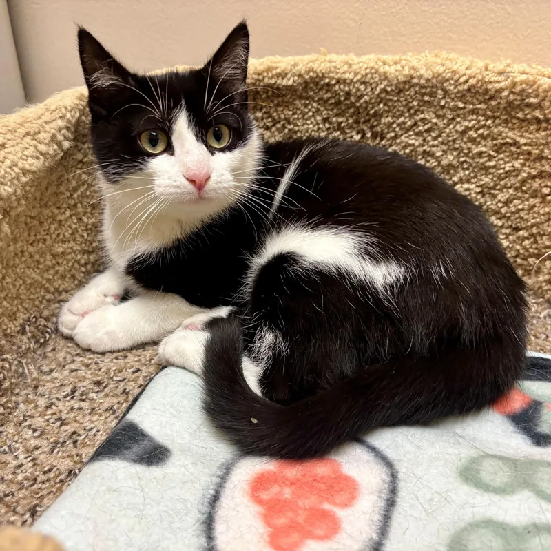 A baby small-sized female Black & White / Tuxedo Domestic Short Hair cat named Harriet for adoption in Dover, DE