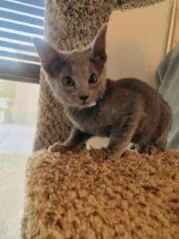 A baby medium-sized male Gray / Blue / Silver Domestic Short Hair cat named Bryson for adoption in Las Vegas, NV