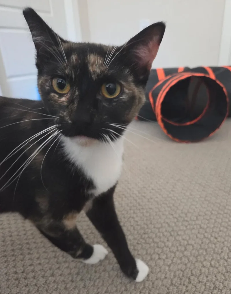 A young medium-sized female Calico Domestic Short Hair cat named Sunny for adoption