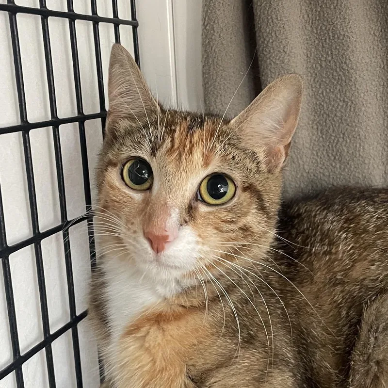 A young medium-sized female Orange / Red Domestic Short Hair cat named Labyrinth for adoption in Chicago, IL