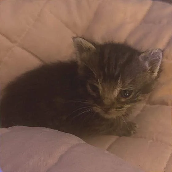 A baby small-sized female Brown / Chocolate Domestic Short Hair cat named Nova . for adoption in Winchester, VA