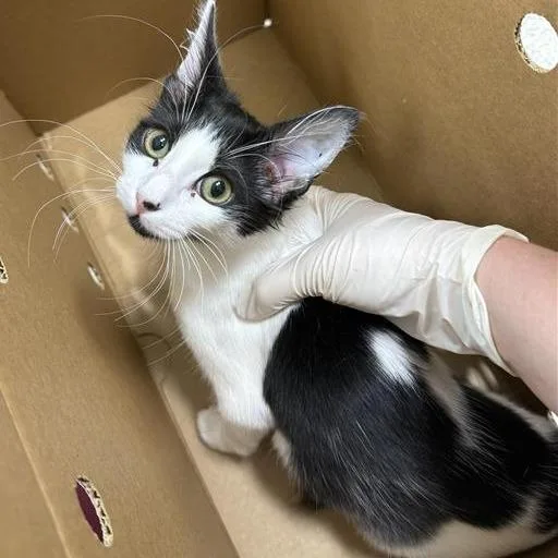 A baby small-sized female White Domestic Short Hair cat named Kiara for adoption in Jacksonville, FL