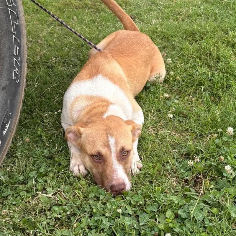 A young medium-sized female Yellow / Tan / Blond / Fawn Terrier dog named Sadie for adoption in Hackett, AR