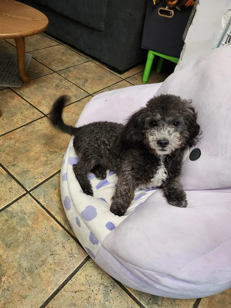 A young small-sized male Gray / Blue / Silver Poodle dog named Bruno for adoption in Nogales, AZ