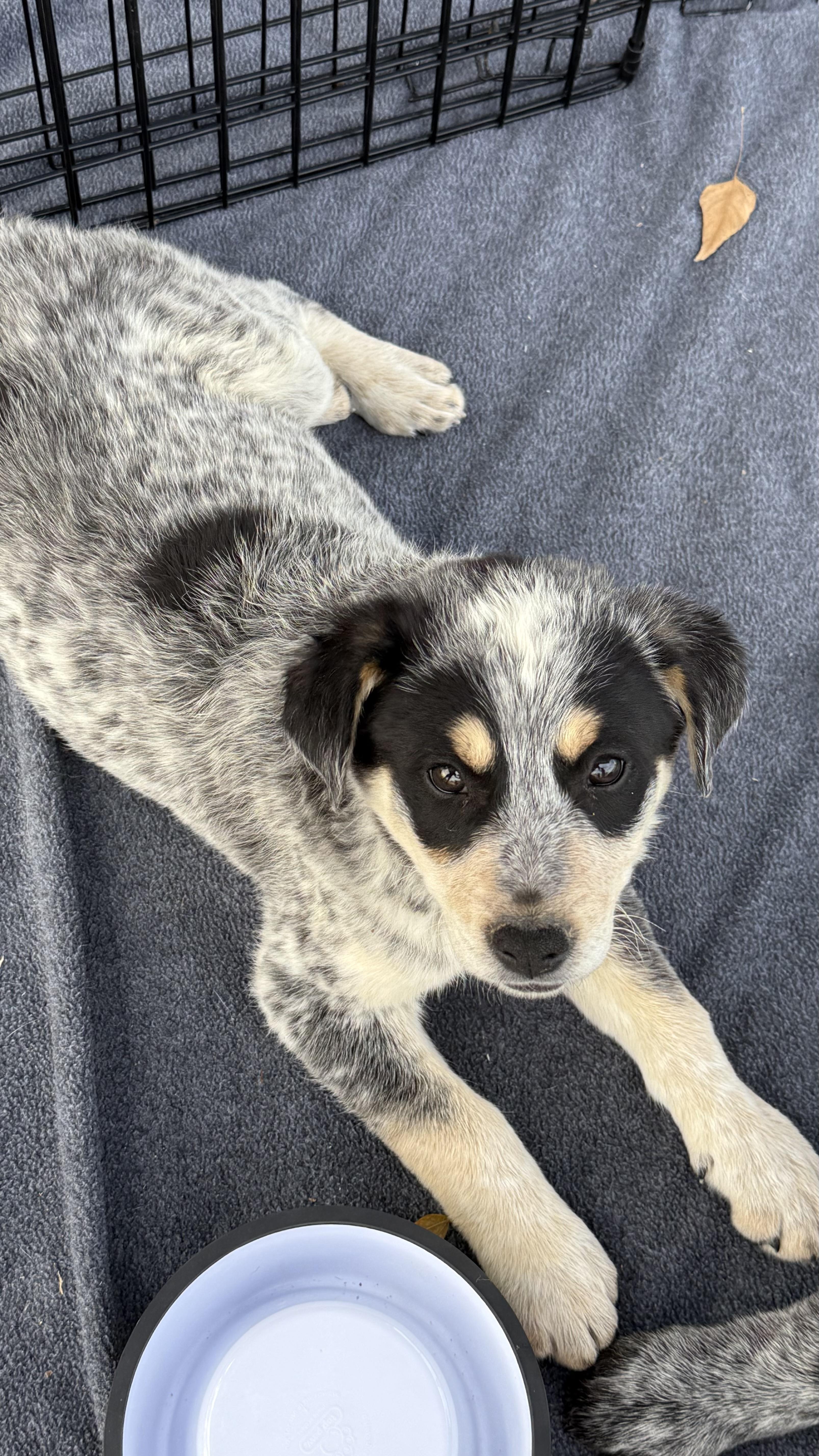 A baby medium-sized male Merle (Blue) Australian Cattle Dog / Blue Heeler dog named Sport for adoption in Scottsdale, AZ