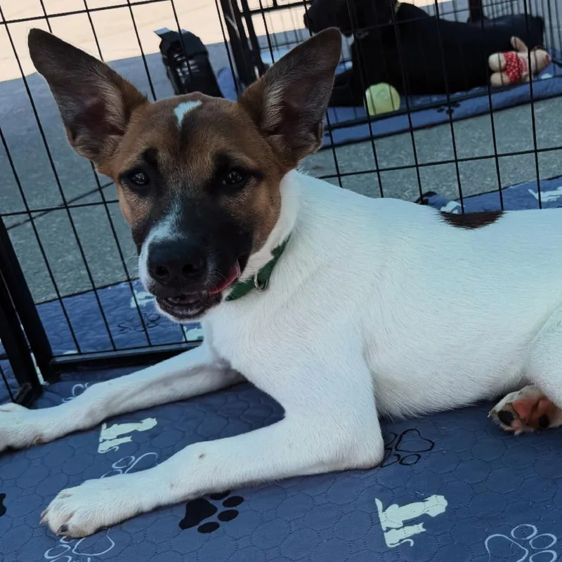 A baby medium-sized male White / Cream Terrier dog named Roscoe for adoption in Cartersville, GA