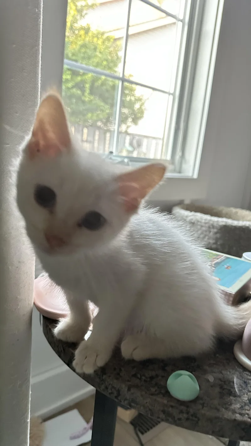 A baby large-sized male White Domestic Short Hair cat named Jaimie for adoption in Monticello, IN