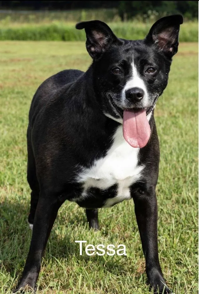 An adult medium-sized female Tricolor (Brown, Black, & White) Mixed Breed dog named Tessa for adoption in Irwin, PA