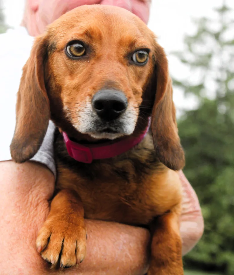 A young medium-sized female Tricolor (Brown, Black, & White) Beagle dog named Addie for adoption in Honeoye Falls, NY