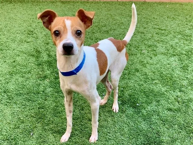 An adult large-sized male White / Cream Parson Russell Terrier dog named SAVE ME PLEASE Jacko for adoption in San Marcos, CA
