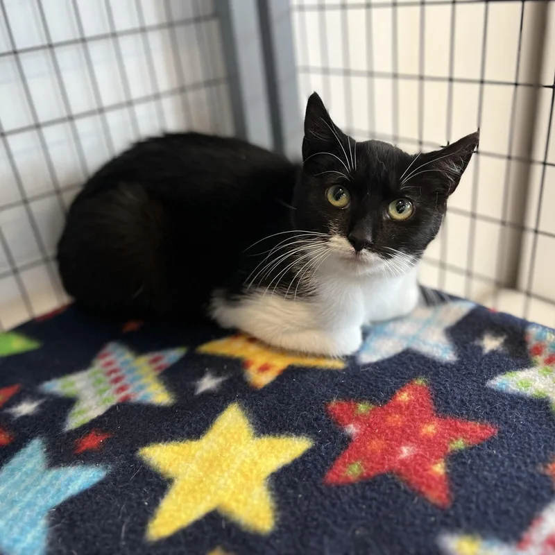 A baby small-sized female Black & White / Tuxedo American Shorthair cat named Delilah for adoption in Hull, MA