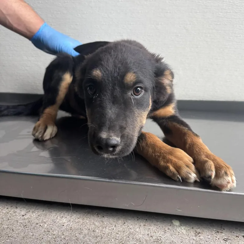 A baby medium-sized male Brown / Chocolate Mixed Breed dog named 110550 for adoption in Las Cruces, NM