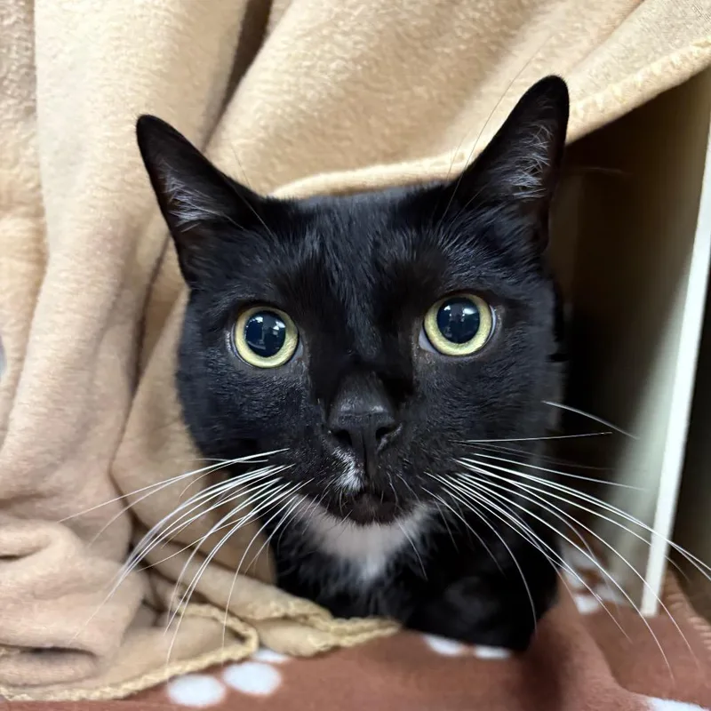 A senior small-sized male Black Domestic Short Hair cat named Tuxedo for adoption in Newark, NJ