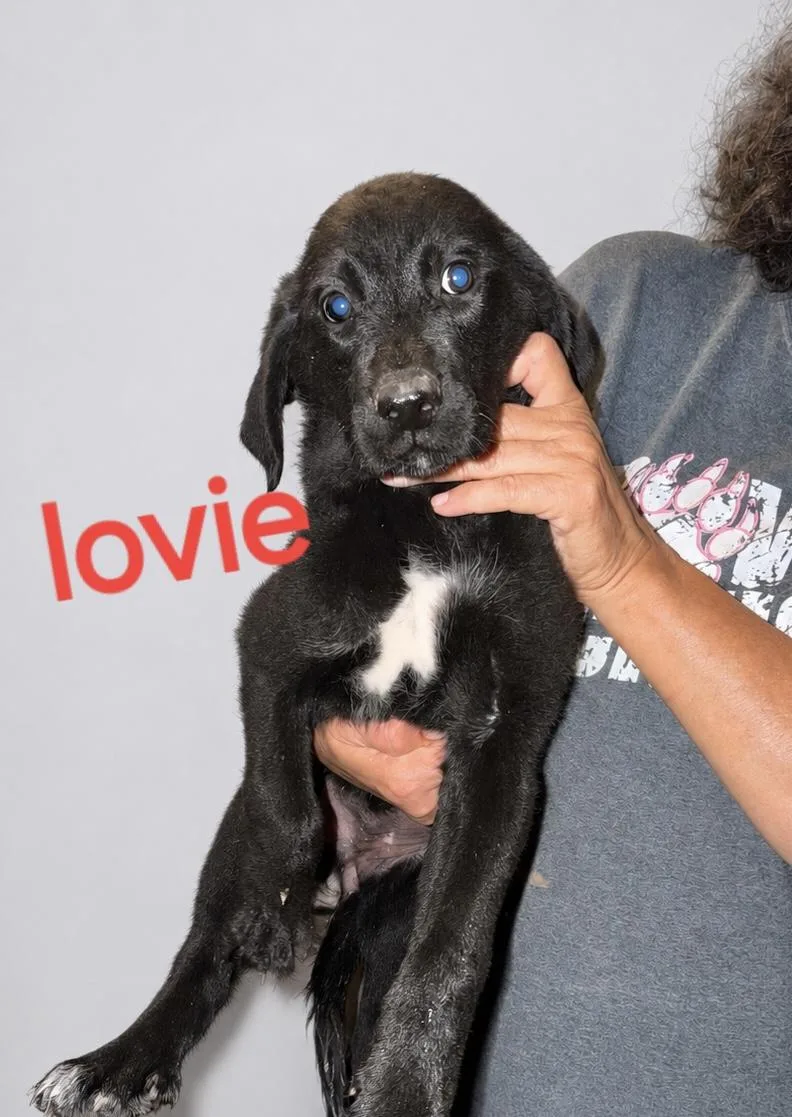A baby large-sized female Labrador Retriever dog named Lovie for adoption in Manchester, CT