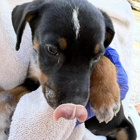 A baby small-sized female Labrador Retriever dog named Pumpkin Soup for adoption in Austin, TX