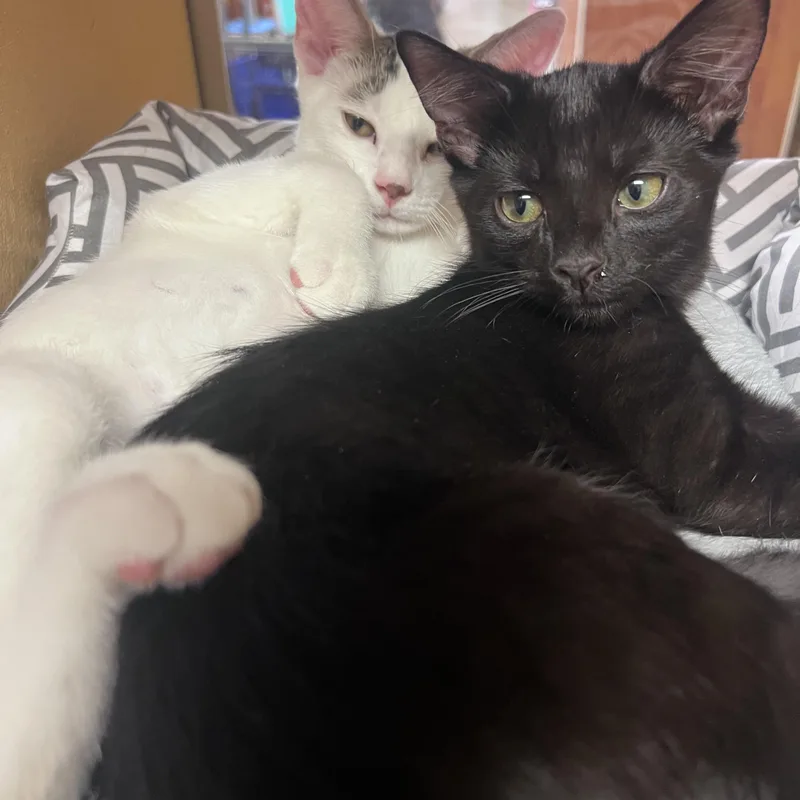 A young medium-sized male Domestic Short Hair cat named Cowbell and Flute for adoption in Fairfax, VA