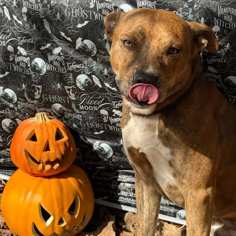 An adult medium-sized male Brindle Mixed Breed dog named Cheese Balls for adoption in Monroeville, AL