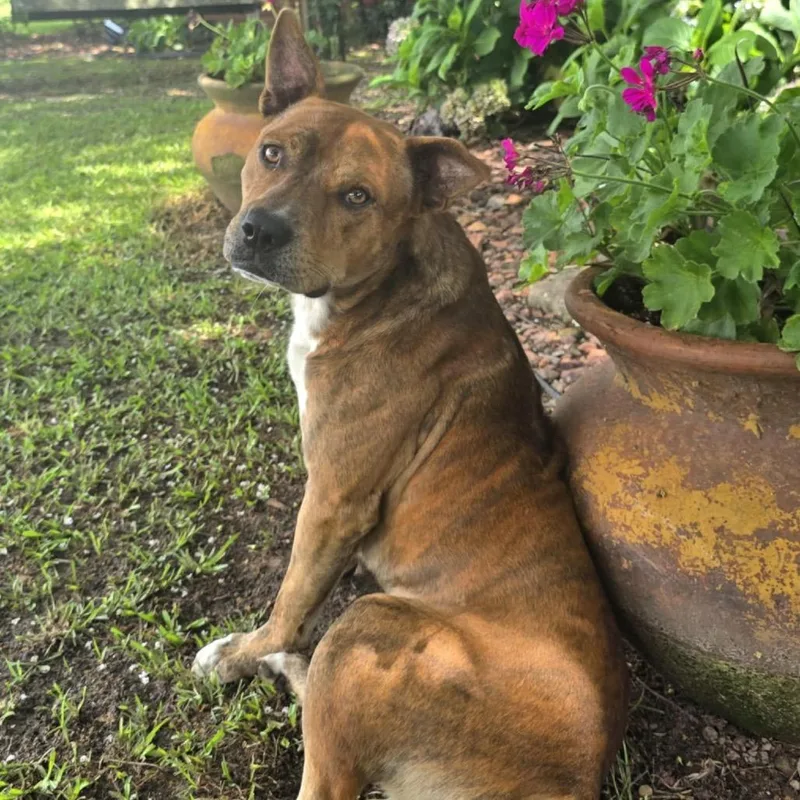 Cheese Balls thumbnail 3