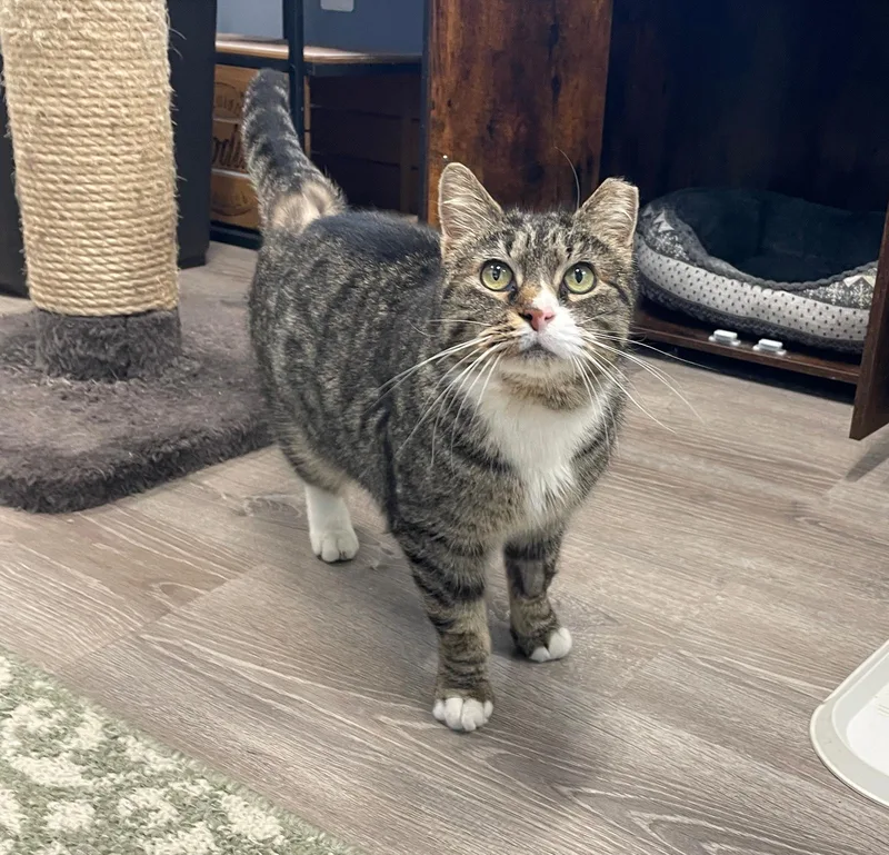 An adult medium-sized female Tabby (Brown / Chocolate) Domestic Short Hair cat named Eileen for adoption in Leesburg, VA