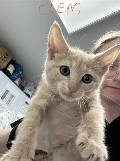 A baby medium-sized female Domestic Short Hair cat named Clemetine for adoption in West Chester, PA