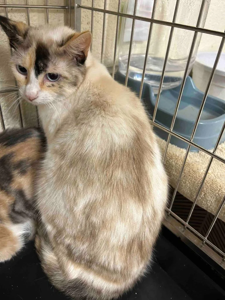 A young small-sized male American Shorthair cat named Waffles for adoption in Glen Rose, TX