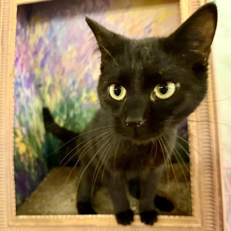 An adult medium-sized female Black Domestic Short Hair cat named Luna for adoption in SNOW HILL, NC