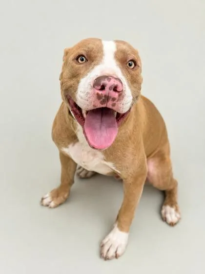 An adult medium-sized male Terrier dog named Matrin for adoption in Gulfport, MS