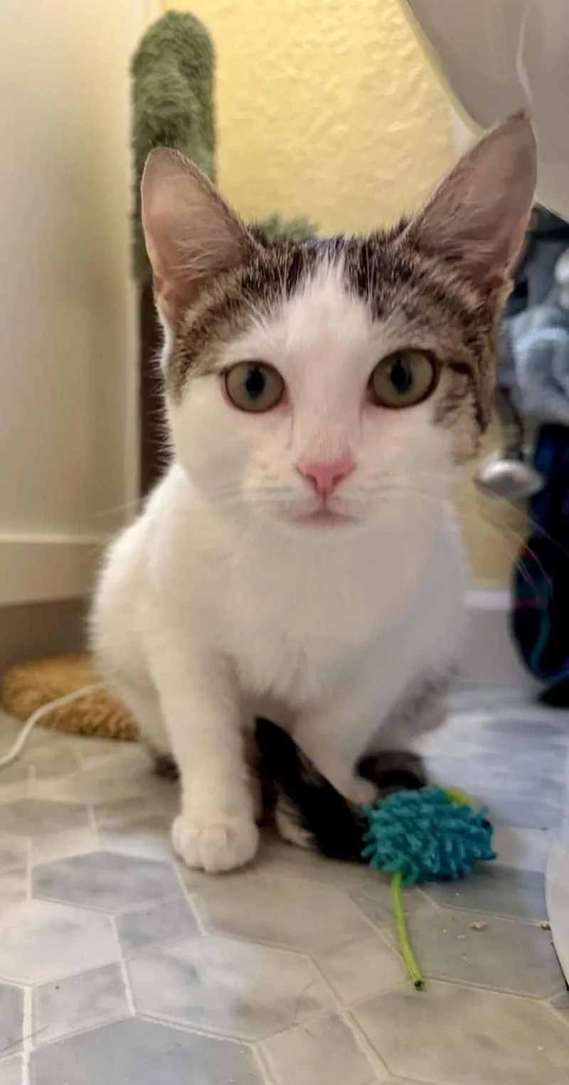 A baby medium-sized female Gray & White Domestic Short Hair cat named Nova for adoption in Champaign, IL