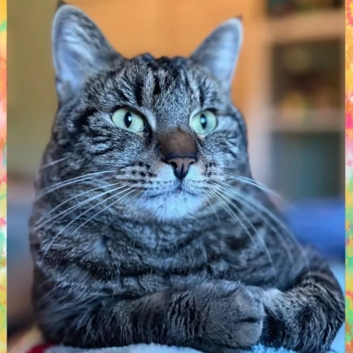 An adult medium-sized female Black Domestic Short Hair cat named Hazel for adoption in Orangevale, CA