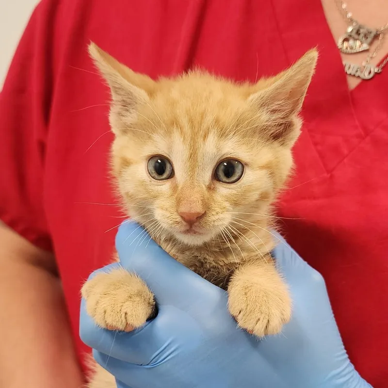 A baby small-sized male Orange / Red Domestic Short Hair cat named Tang for adoption in Middletown, NY