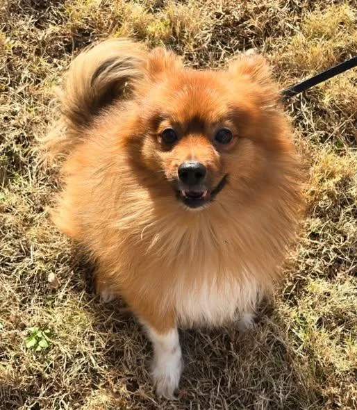 Otto