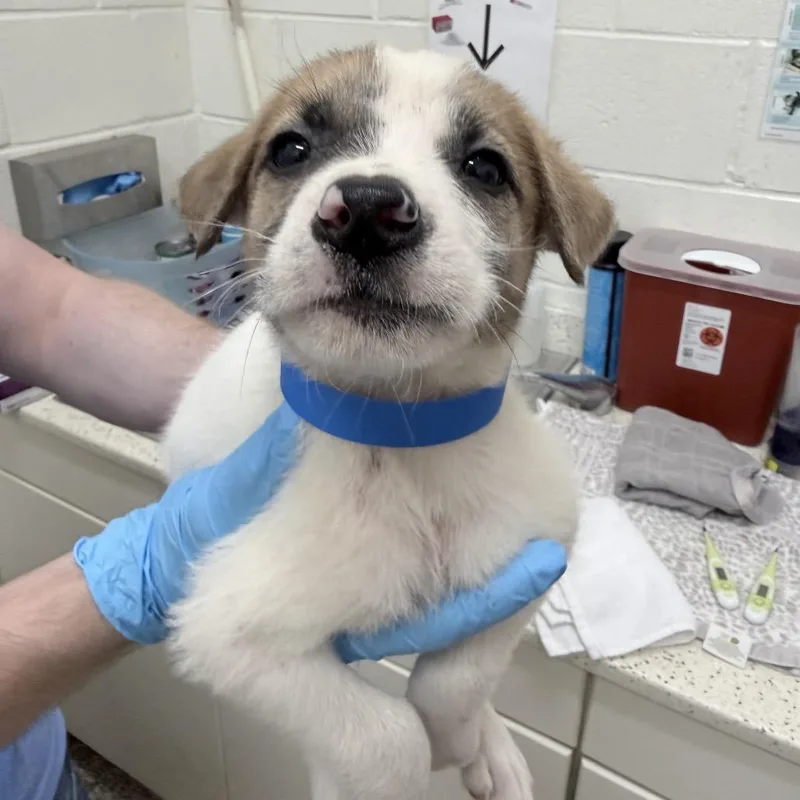 A baby medium-sized male White / Cream Mixed Breed dog named CT Brazil for adoption in Stormville, NY