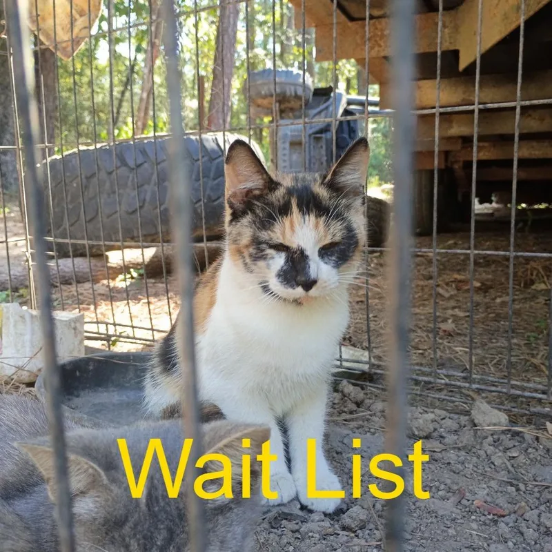 A baby small-sized female Calico American Shorthair cat named Sissy for adoption in Livingston, TX