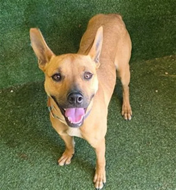 A young medium-sized female Boxer dog named Pumpkin Spice for adoption in Lancaster, CA