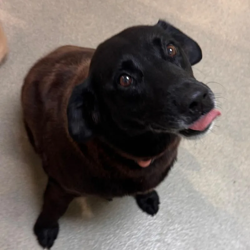 A senior large-sized female Black Mixed Breed dog named Amie for adoption in Lynchburg, VA