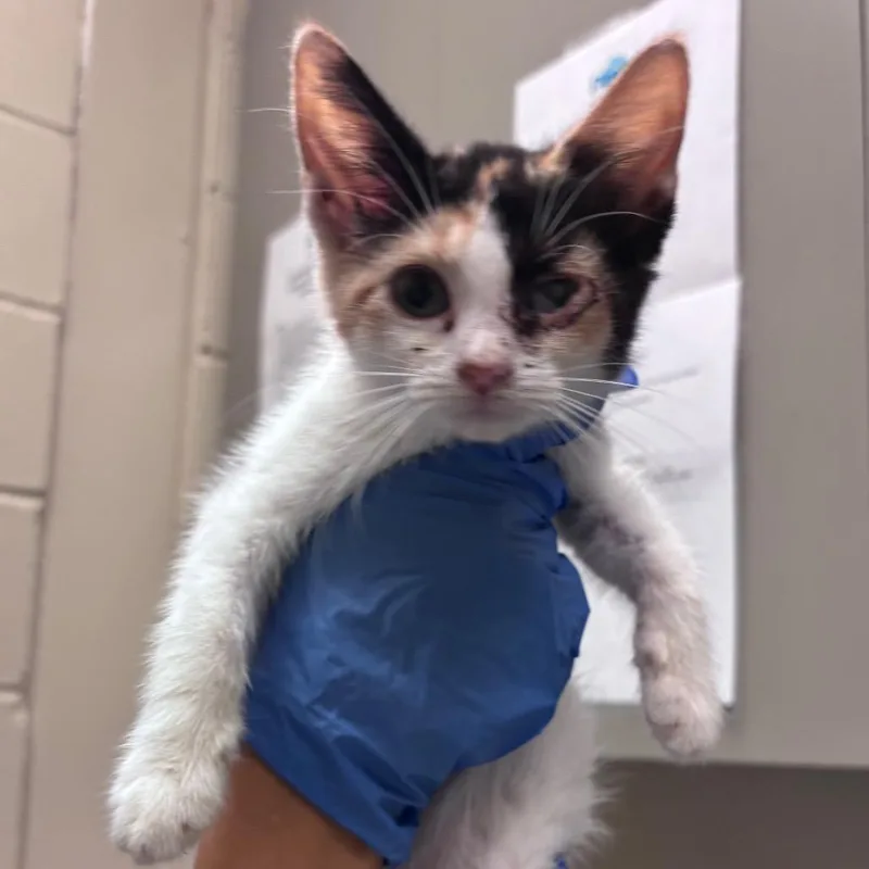 A baby small-sized female Calico Domestic Short Hair cat named Swifty for adoption in Columbus, GA