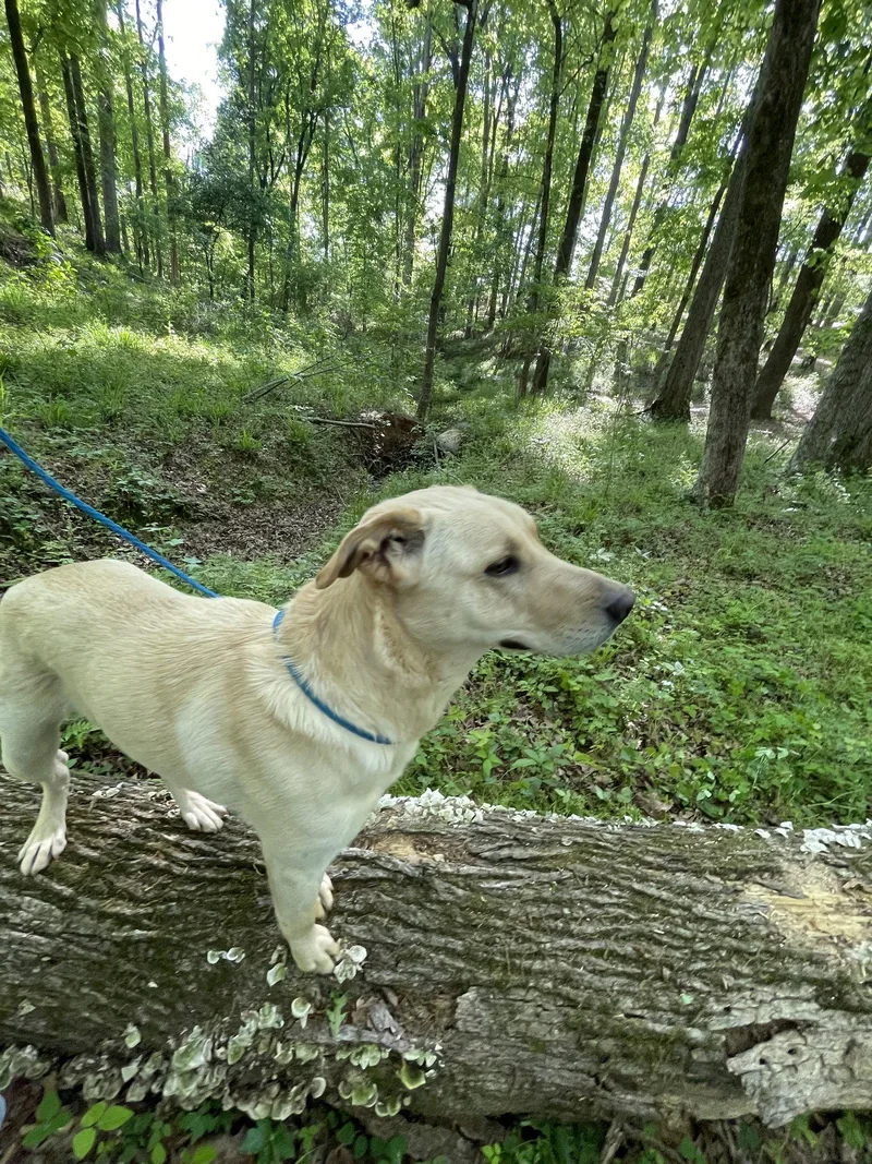 An adult large-sized female Yellow Labrador Retriever dog named Faith Dixon for adoption in Rockaway, NJ