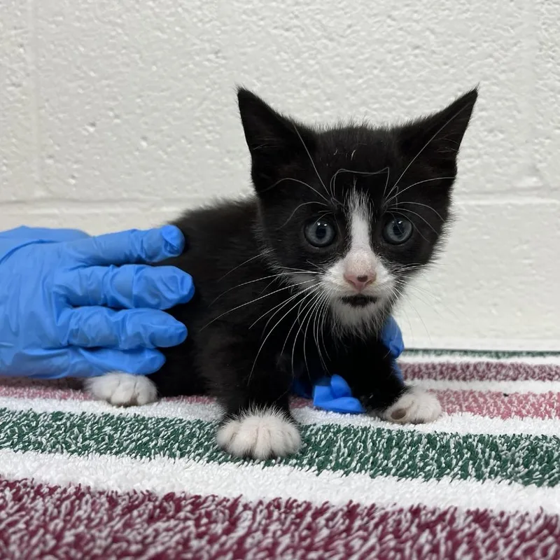 A baby small-sized male Black Domestic Short Hair cat named SVASStray for adoption in Lyndhurst, VA