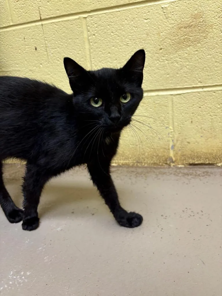 A young medium-sized female Domestic Short Hair cat named Maleficent for adoption in Crossville, TN