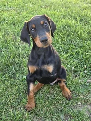 A baby large-sized female Doberman Pinscher dog named Callie for adoption in Malvern, PA