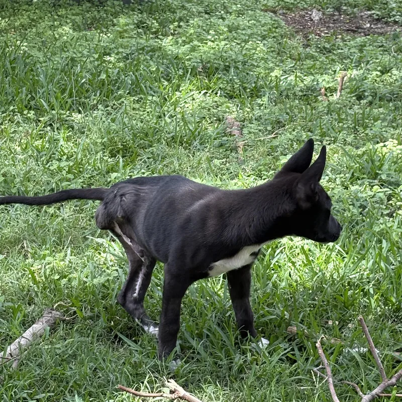 Jefferson thumbnail 2