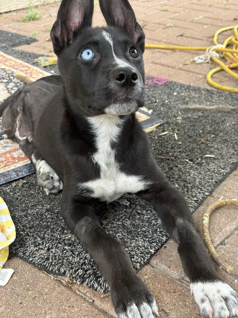 Jefferson thumbnail 3