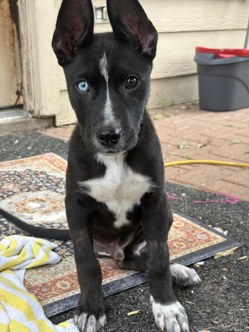 Jefferson thumbnail 4