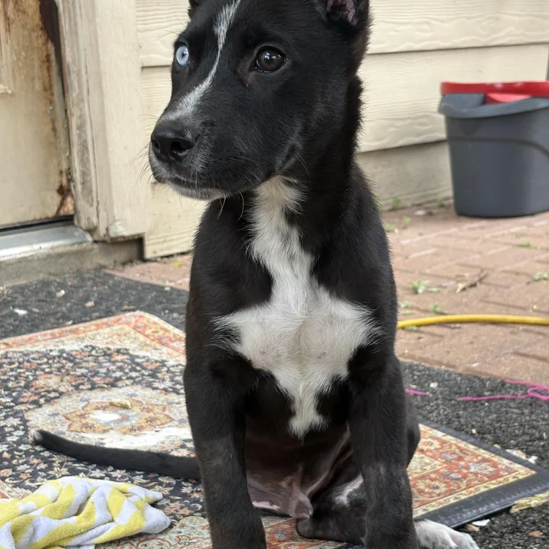 Jefferson thumbnail 5