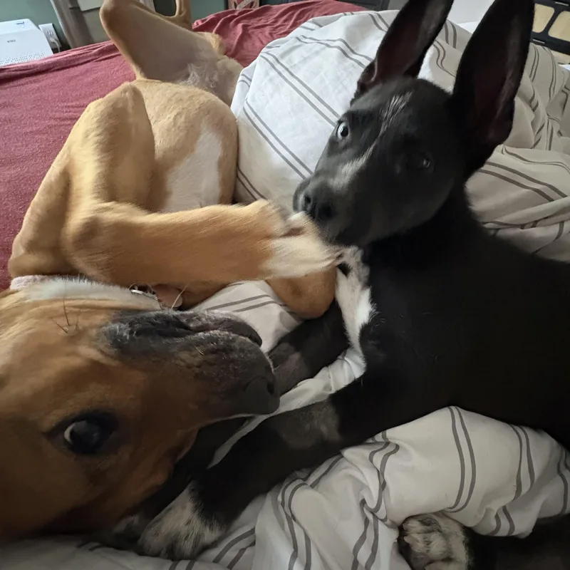 Jefferson thumbnail 6