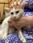 A baby medium-sized female Orange & White Domestic Short Hair cat named Thelma for adoption in Cincinnati, OH