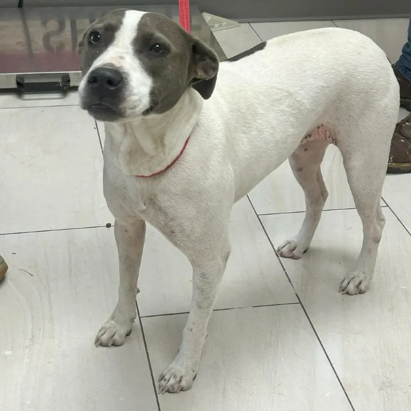 A young medium-sized female White / Cream Treeing Walker Coonhound dog named Gretchen for adoption in Lufkin, TX
