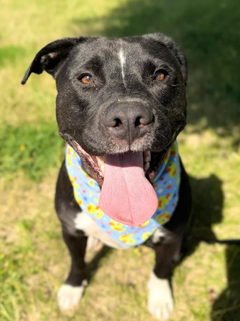 An adult medium-sized male Mixed Breed dog named Ryker for adoption in Menomonie, WI