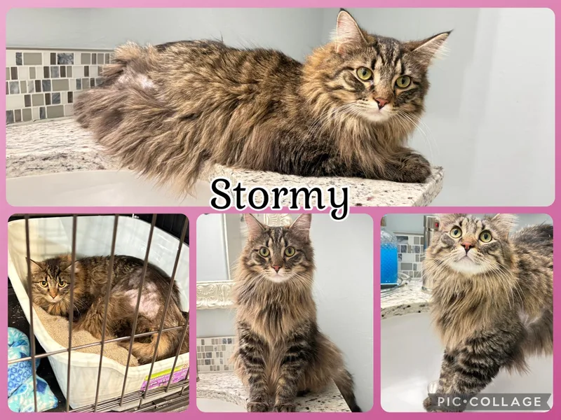 A young medium-sized female Tabby (Brown / Chocolate) Tabby cat named Stormy for adoption in Lawton, OK